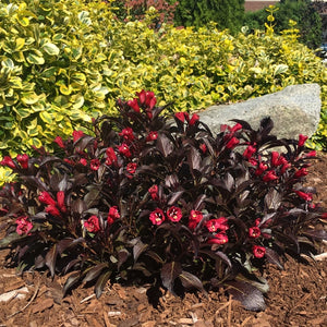 Weigela 'Electric Love'