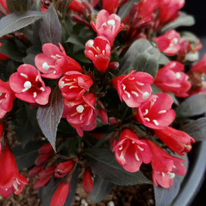 Weigela 'Electric Love'