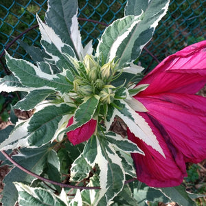 Hibiscus 'Summer Carnival'