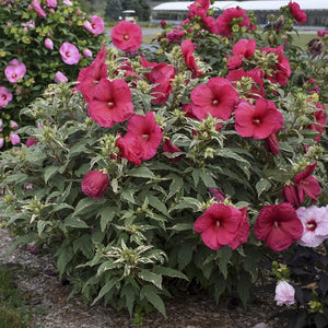 Hibiscus 'Summer Carnival'