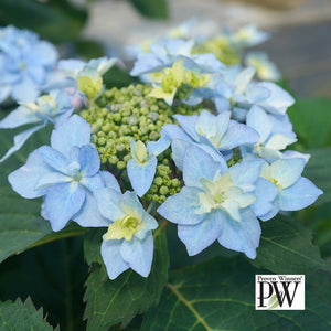 Hydrangea serrata 'Tuff Stuff Ah Ha'