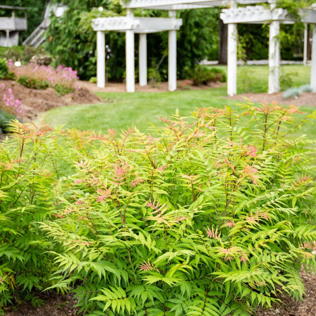 Sorbaria sorbifolia 'Cherry On Top' - Botanus