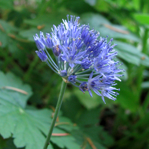 Allium azureum