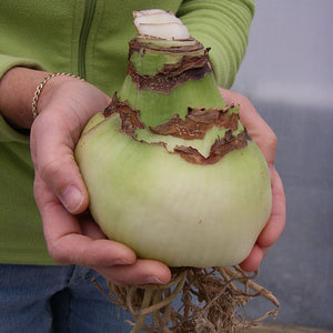 Apple Blossom Mammoth Amaryllis