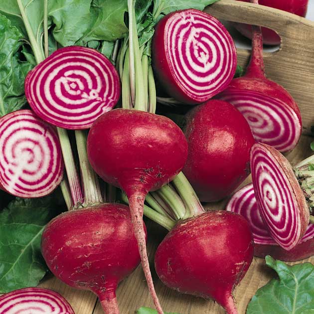 Beet 'Chioggia Guardsmark' - Botanus