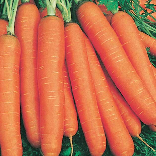 Carrot 'Nantes' - Botanus