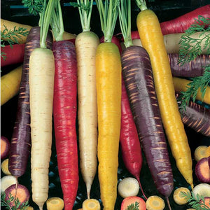 Carrot 'Rainbow Blend'-Aimer's Organic Seed
