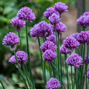 Chives-Aimer's Organic Seed