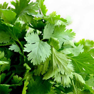Herb 'Cilantro'-Aimer's Organic Seed