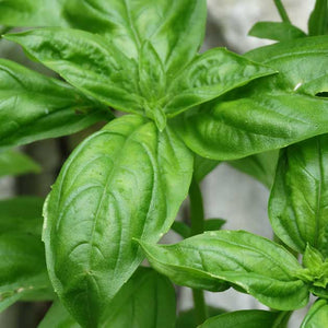 Herb 'Sweet Basil'-Aimer's Organic Seed