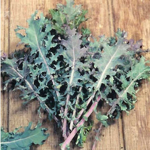 Kale 'Red Russian'-Aimer's Organic Seed
