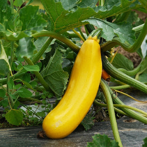 Squash 'Golden Zucchini'