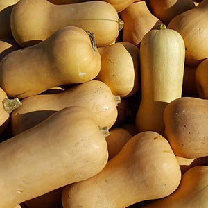 Squash 'Waltham Butternut'