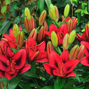 Tiny Rocket Asiatic Patio Lily