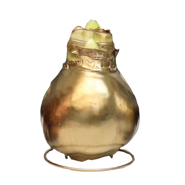 Waxed AmaryllisGold Wax Botanus