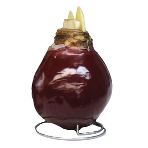 Waxed Amaryllis-Red Wax